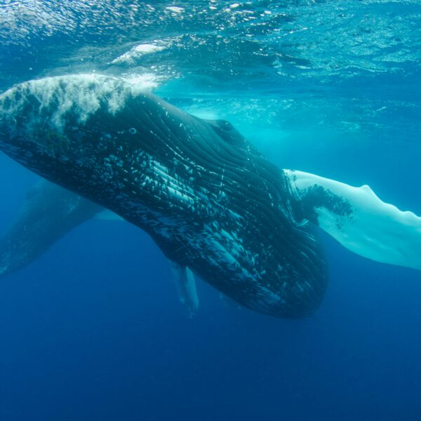 Whale Vomit Worth Millions? Meet Ambergris