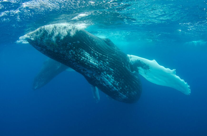 Whale Vomit Worth Millions? Meet Ambergris